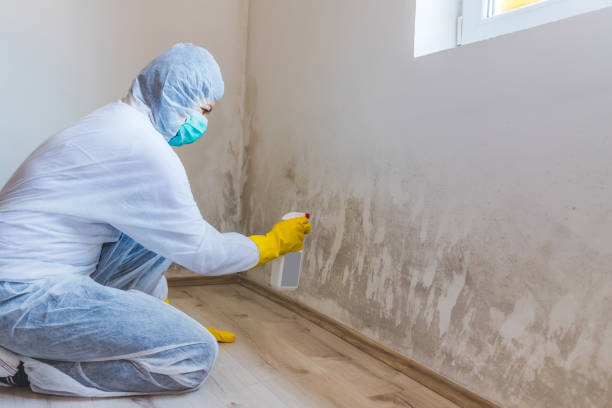 Mold Remediation specialist working in Kingston